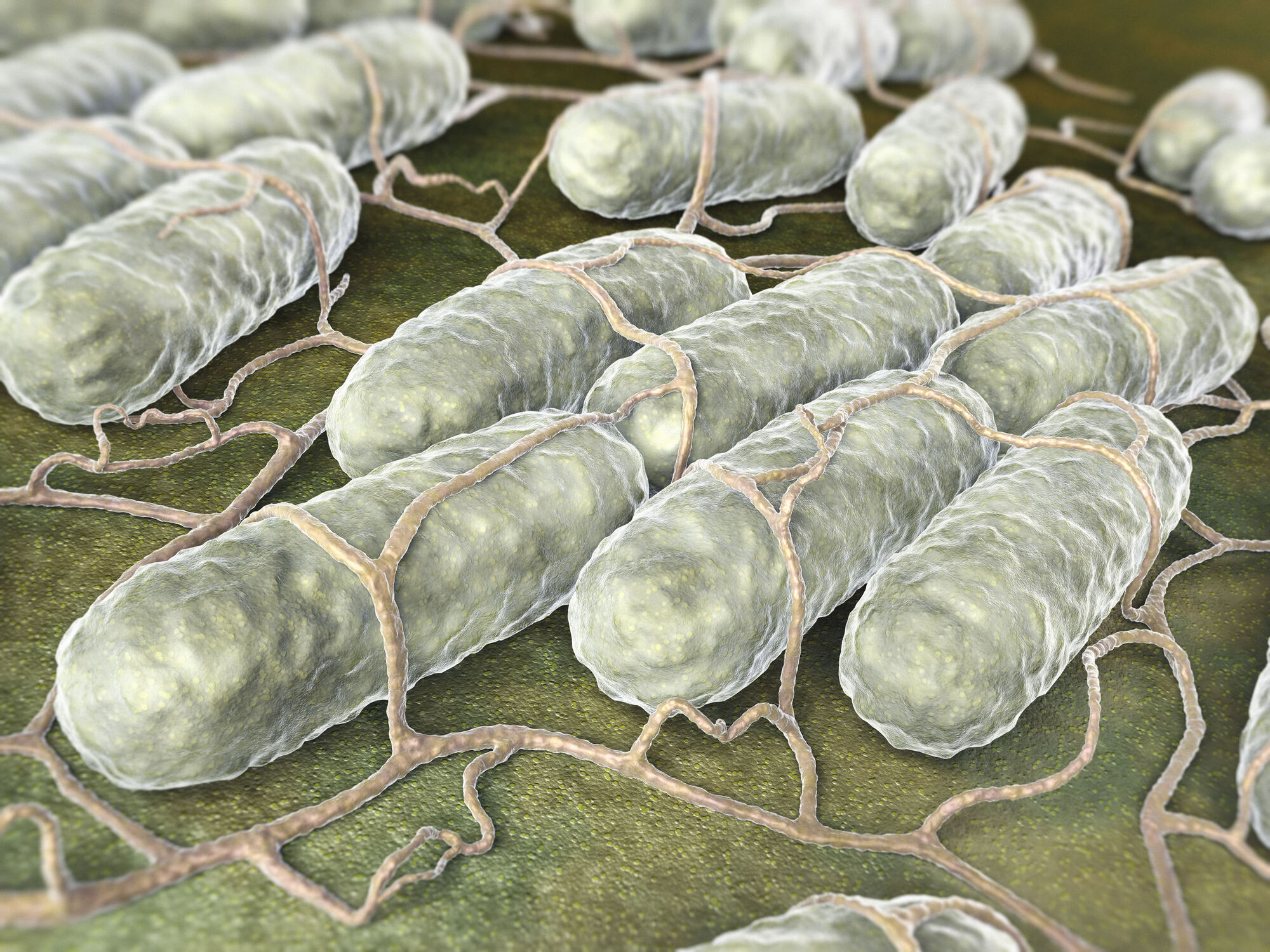 Salmonella bacteria which is found in food not cooked properly Salmonella bacteria which is found in food not cooked properly