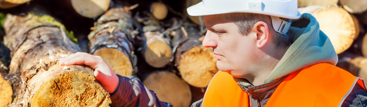 Tree surgeon inspecting wood worm in logs