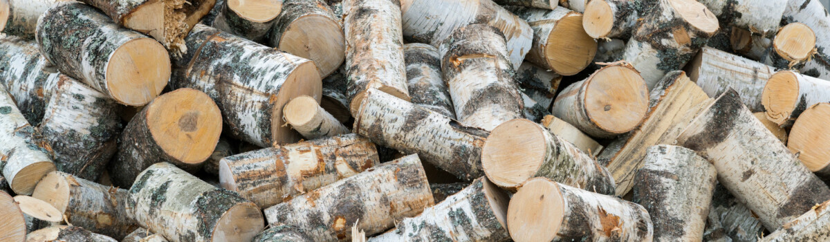 Wood logs stacked up from tree