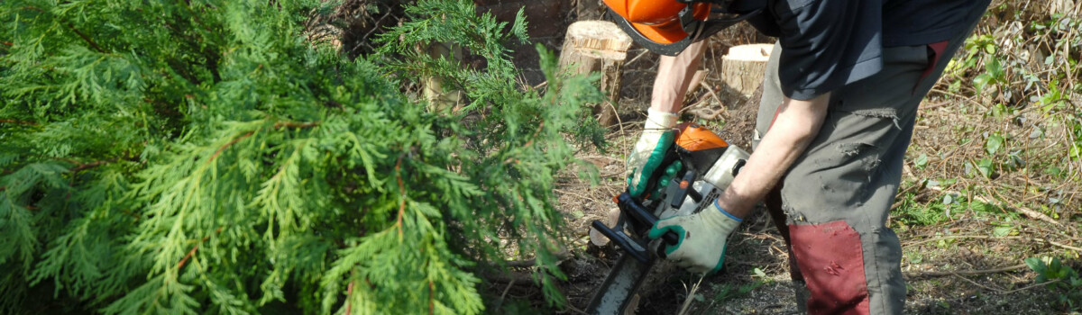 Tree surgeon cutting down branches