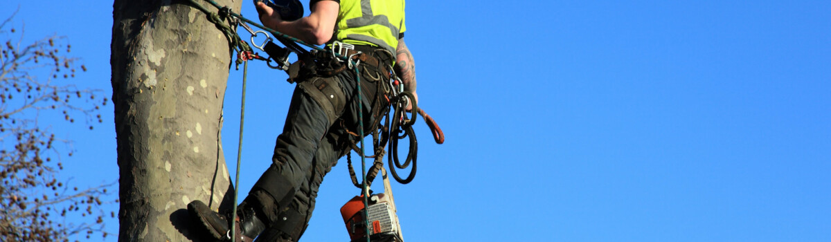 Tree surgeon working in park