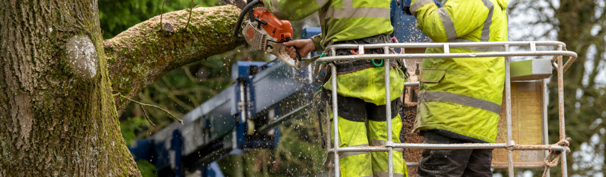 Tree surgeon training an apprentice