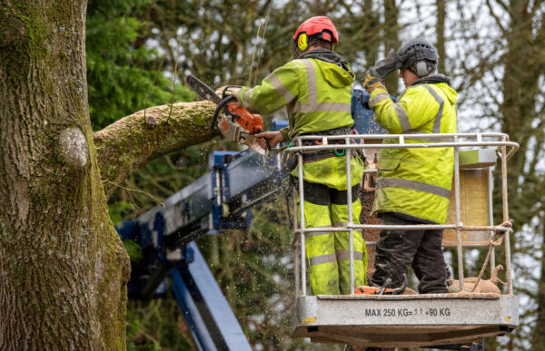 How to Become a Tree Surgeon | Responsibilities & qualifications