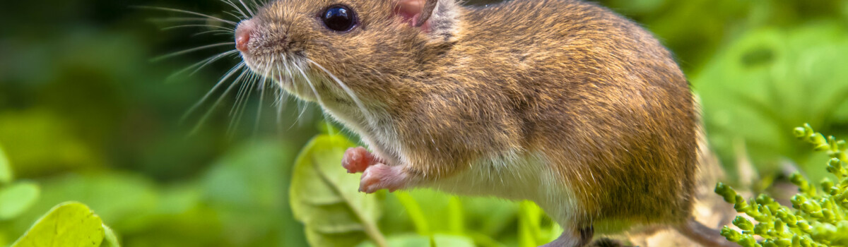 Pest Control Street Food Business