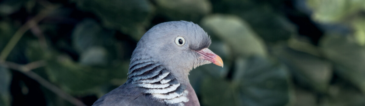 Pigeon pest near coffee shop