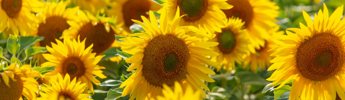 Sunflowers in July releasing pollen