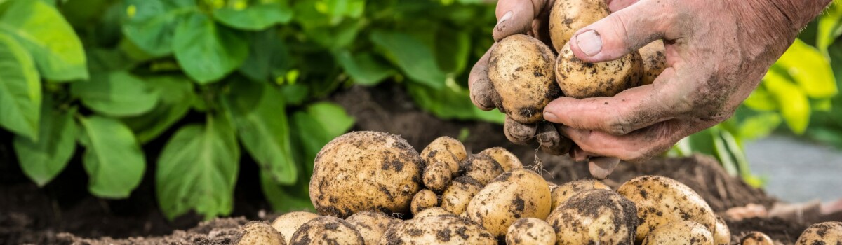 Potatoes being collected from a field