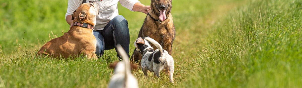 Dogs Being Looked After