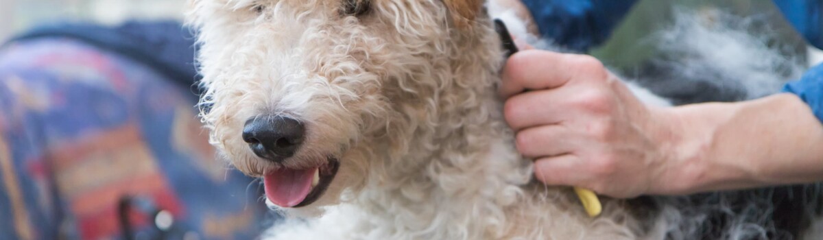 Anxious dog being groomed