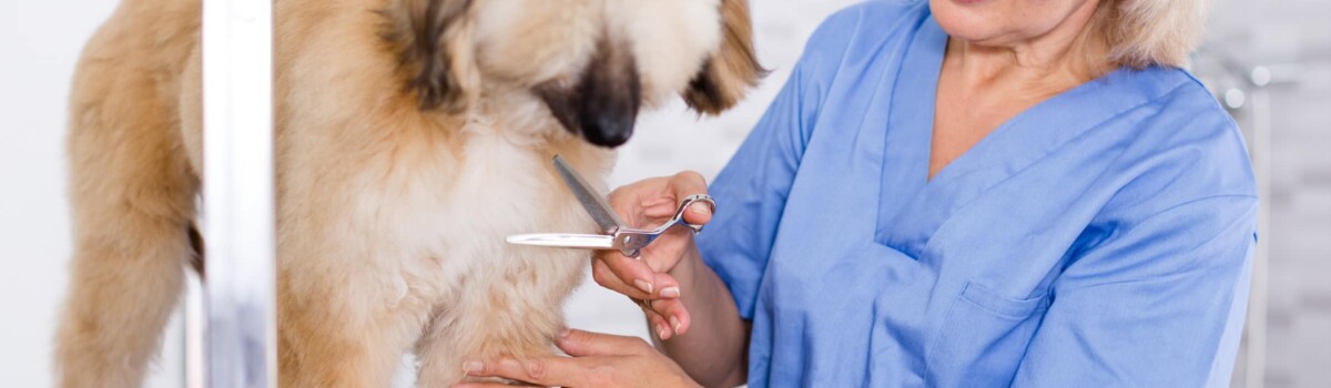 Happy dog groomer working