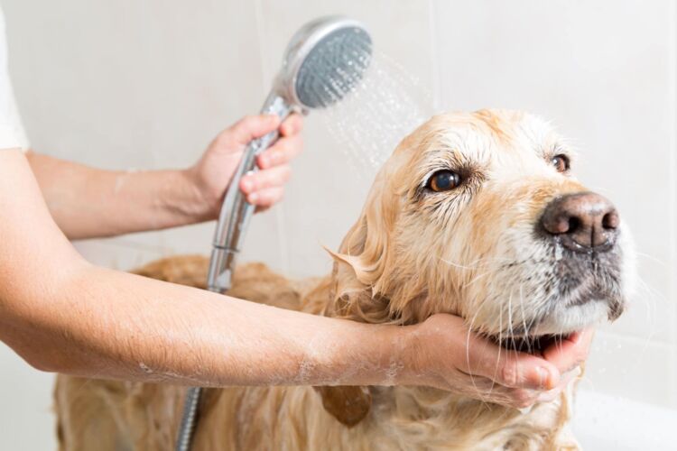 Safely washing a dog