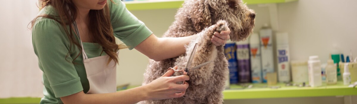 Complete List of Equipment Needed For Dog Grooming Business