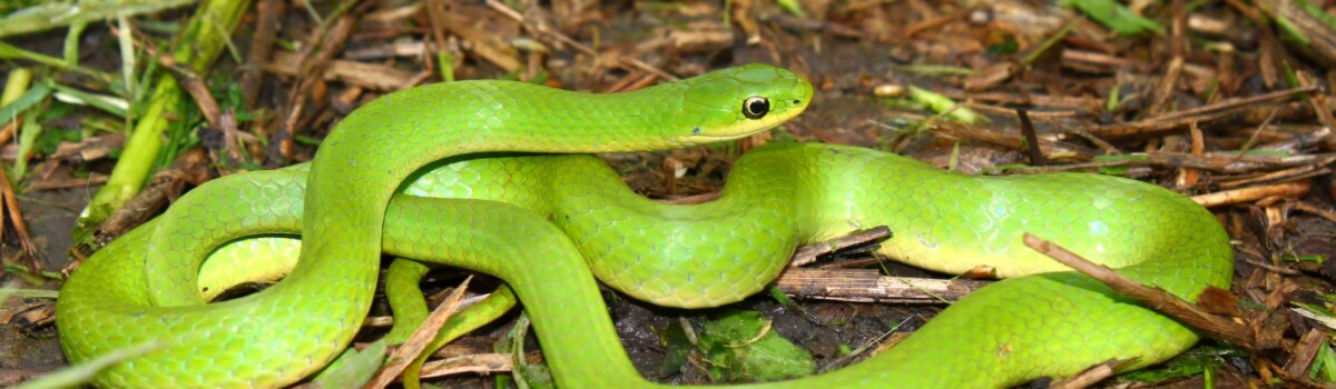 Fear of woodland areas due to snakes