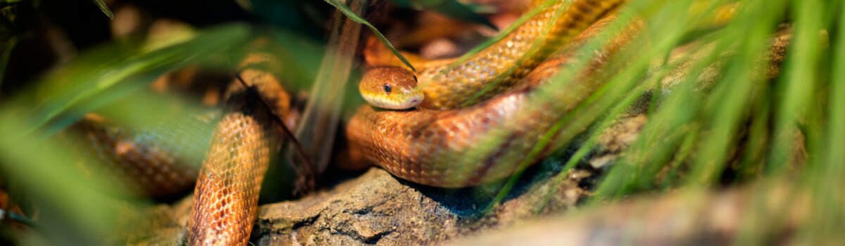 Seeing snake in zoo triggering ophidiophobia