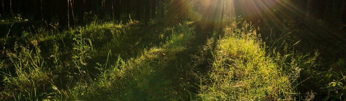 Being in a forest can trigger ophidiophobia