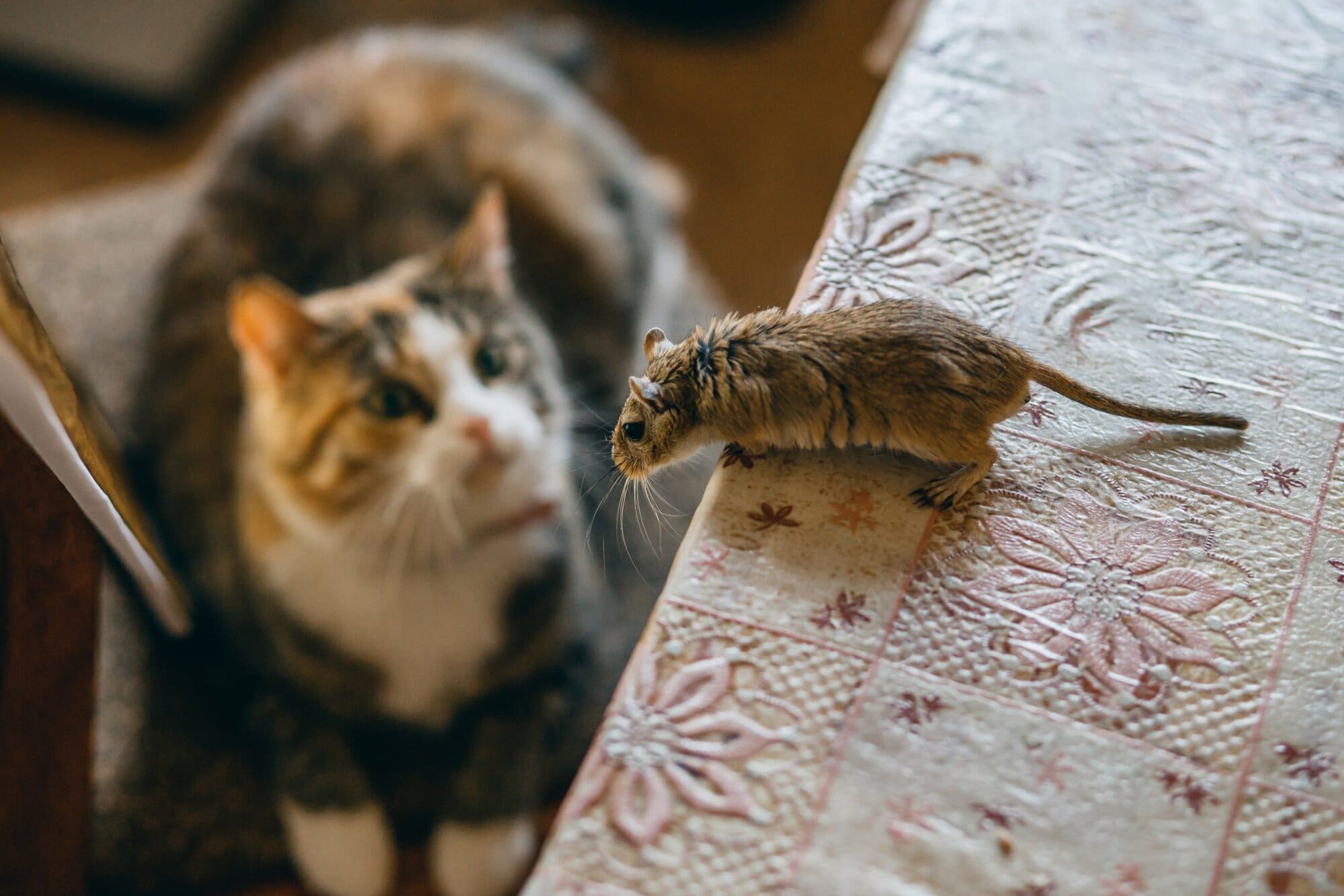 Dealing with musophobia by getting a cat Dealing with musophobia by getting a cat