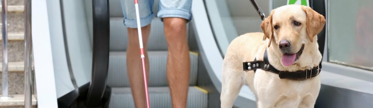 how do guide dogs help humans