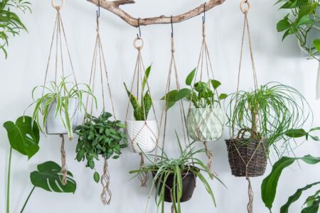 What is Botanophobia? | Dealing with, triggers & diagnosis