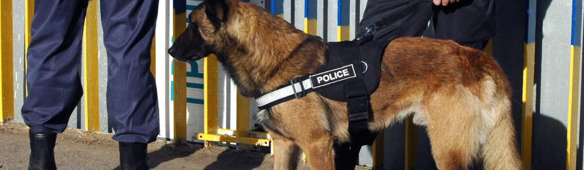 Police officers working in dog support unit