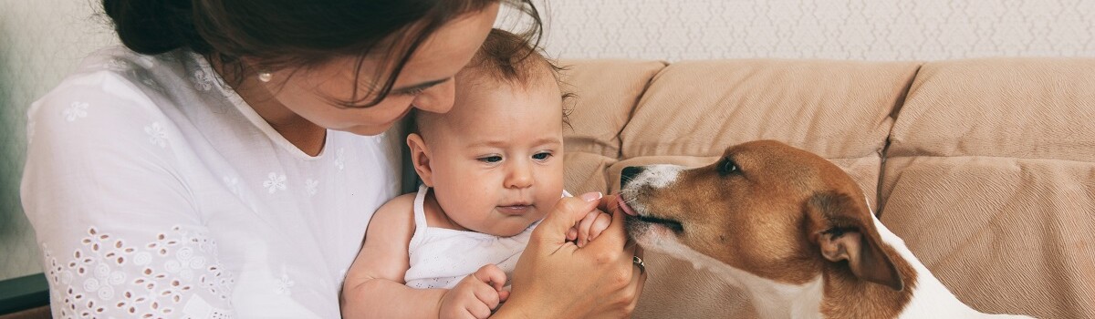 Baby being introduced to family dog