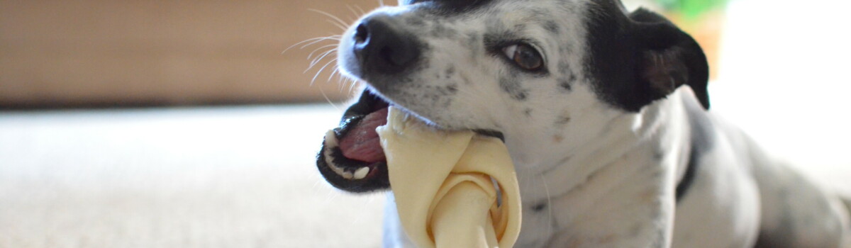 Dog With A Bone At Dog Day Care