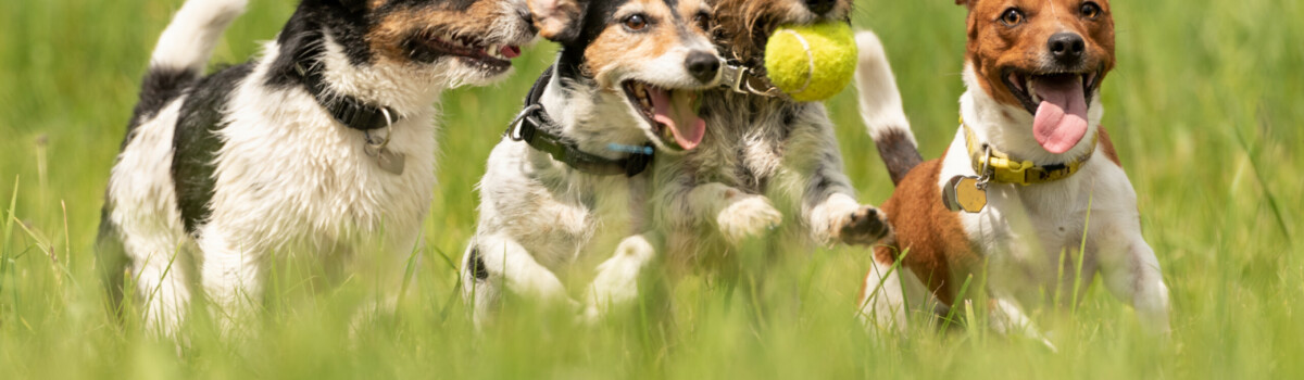 Setting up best sale doggy day care