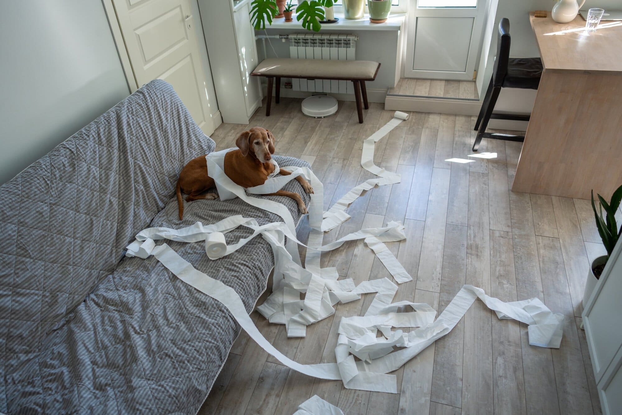 Separation Anxiety Explained 4 Separation Anxiety in Dogs